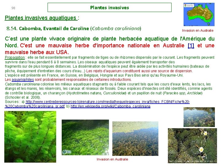 98 Plantes invasives aquatiques : 8. 54. Cabomba, Evantail de Caroline (Cabomba caroliniana) Invasion