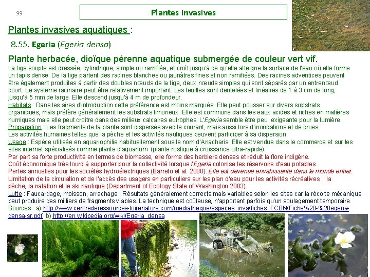 99 Plantes invasives aquatiques : 8. 55. Egeria (Egeria densa) Plante herbacée, dioïque pérenne