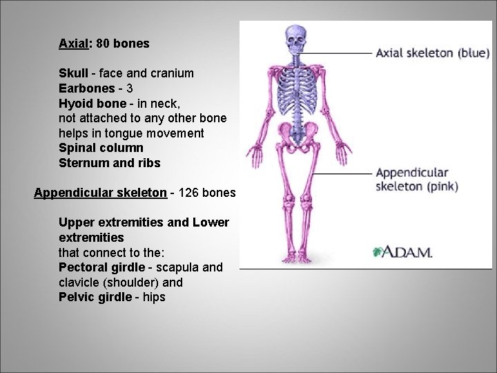 Axial: 80 bones Skull - face and cranium Earbones - 3 Hyoid bone -