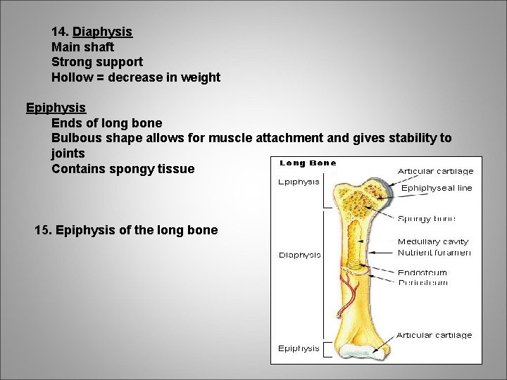 14. Diaphysis Main shaft Strong support Hollow = decrease in weight Epiphysis Ends of