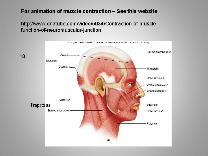 For animation of muscle contraction – See this website http: //www. dnatube. com/video/5034/Contraction-of-musclefunction-of-neuromuscular-junction 18.