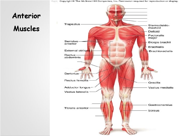 Anterior Muscles 