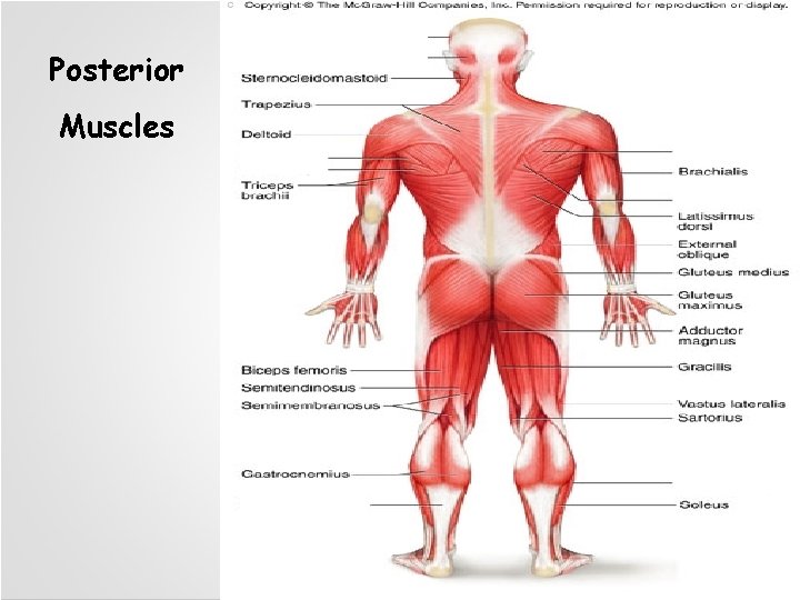 Posterior Muscles 