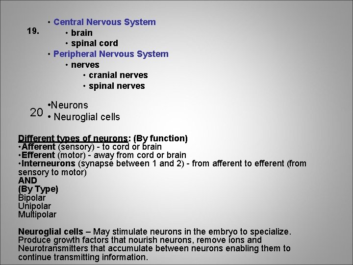  • Central Nervous System 19. • brain • spinal cord • Peripheral Nervous