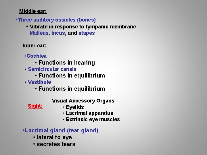 Middle ear: • Three auditory ossicles (bones) • Vibrate in response to tympanic membrane