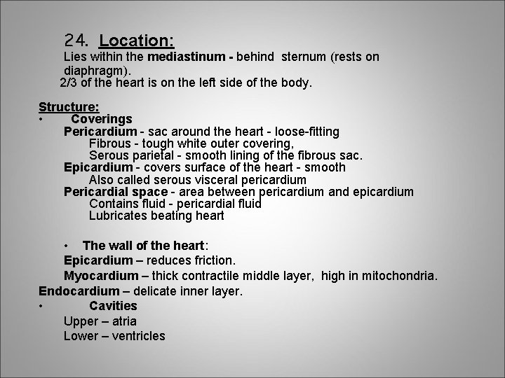 24. Location: Lies within the mediastinum - behind sternum (rests on diaphragm). 2/3 of