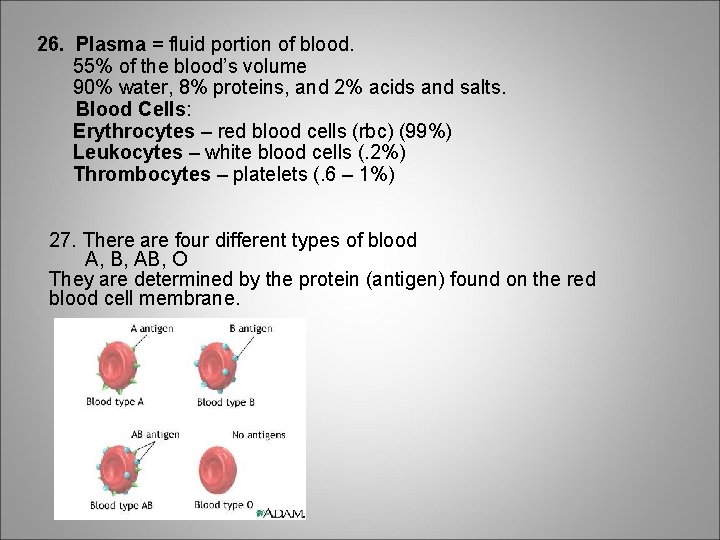 26. Plasma = fluid portion of blood. 55% of the blood’s volume 90% water,