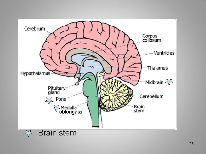 oblongata Brain stem 28 