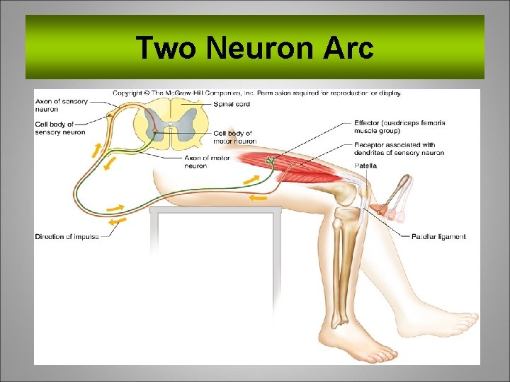 Two Neuron Arc 30 