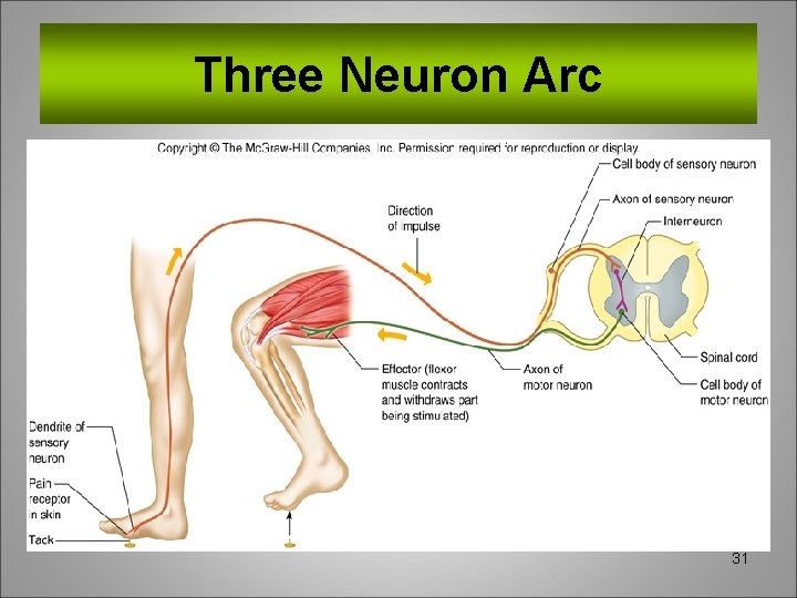 Three Neuron Arc 31 