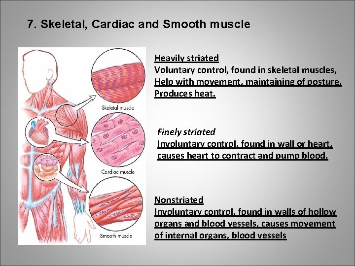 7. Skeletal, Cardiac and Smooth muscle Heavily striated Voluntary control, found in skeletal muscles,