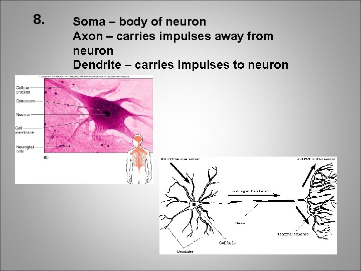 8. Soma – body of neuron Axon – carries impulses away from neuron Dendrite