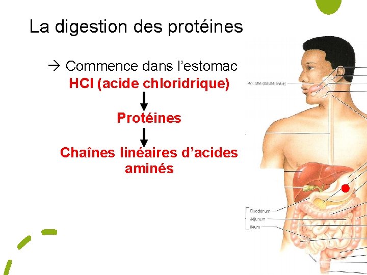 La digestion des protéines Commence dans l’estomac HCl (acide chloridrique) Protéines Chaînes linéaires d’acides
