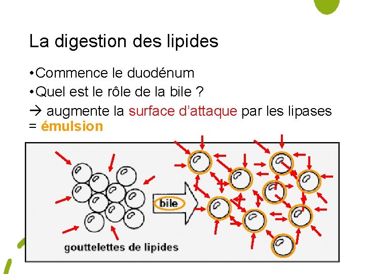 La digestion des lipides • Commence le duodénum • Quel est le rôle de