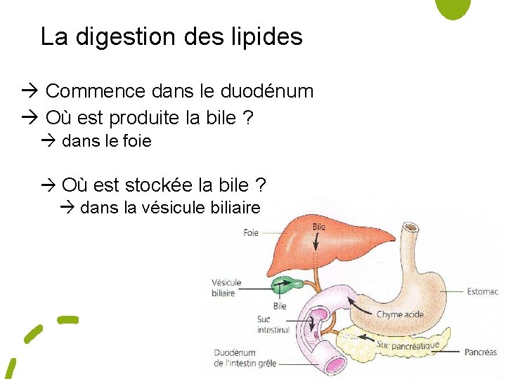 La digestion des lipides Commence dans le duodénum Où est produite la bile ?