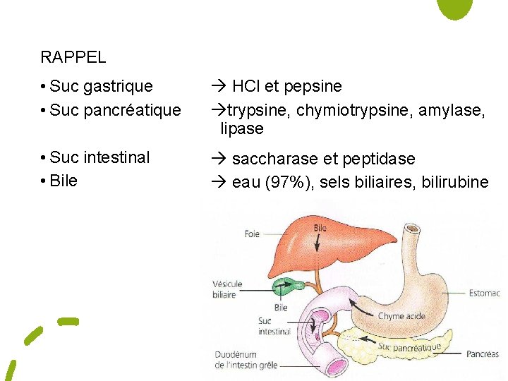 RAPPEL • Suc gastrique • Suc pancréatique HCl et pepsine trypsine, chymiotrypsine, amylase, lipase