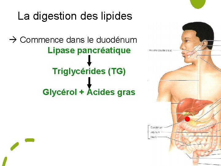 La digestion des lipides Commence dans le duodénum Lipase pancréatique Triglycérides (TG) Glycérol +