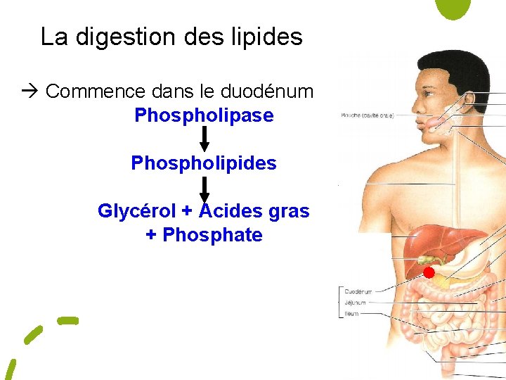 La digestion des lipides Commence dans le duodénum Phospholipase Phospholipides Glycérol + Acides gras