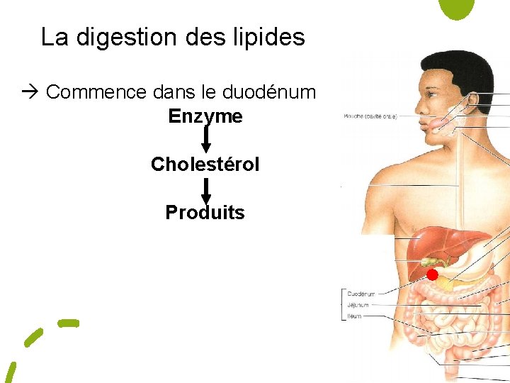 La digestion des lipides Commence dans le duodénum Enzyme Cholestérol Produits 