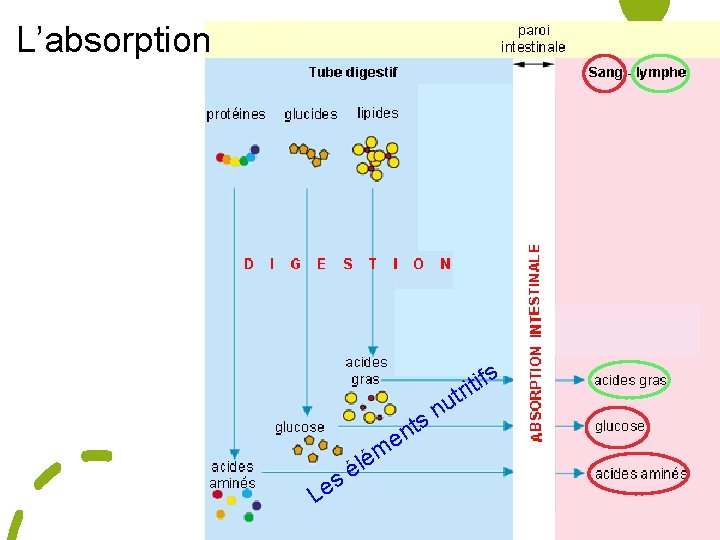 L’absorption s f i t i utr n s nt s e L e