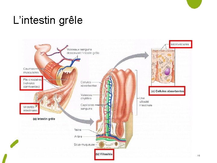 L’intestin grêle 18 