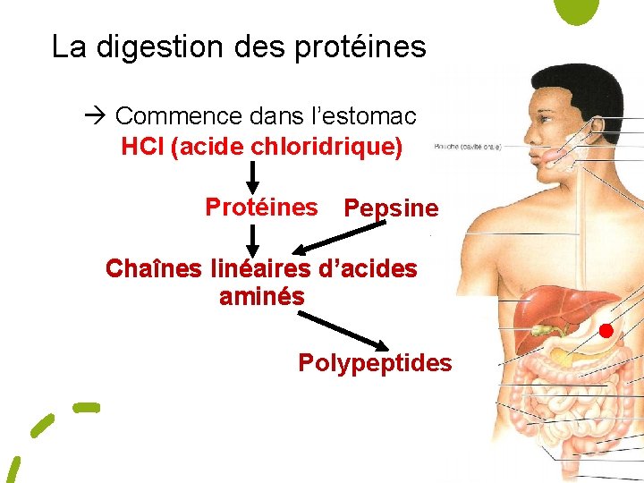 La digestion des protéines Commence dans l’estomac HCl (acide chloridrique) Protéines Pepsine Chaînes linéaires