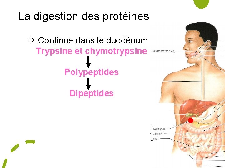 La digestion des protéines Continue dans le duodénum Trypsine et chymotrypsine Polypeptides Dipeptides 