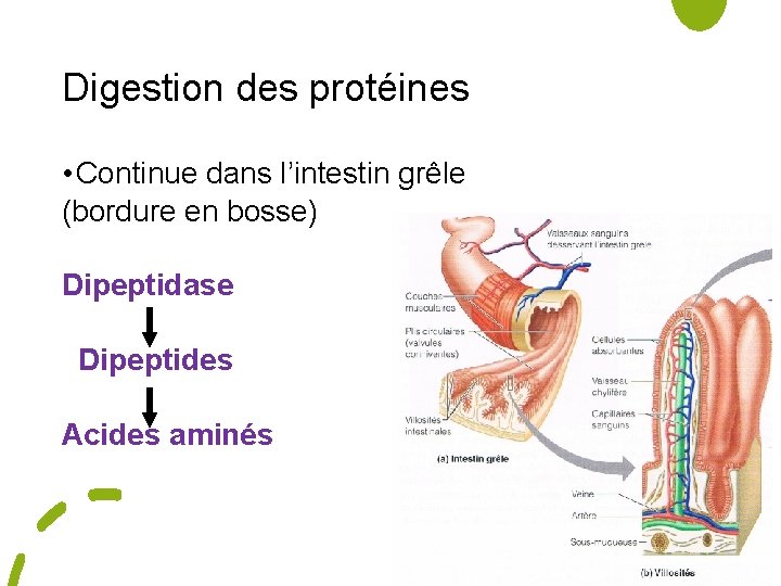 Digestion des protéines • Continue dans l’intestin grêle (bordure en bosse) Dipeptidase Dipeptides Acides