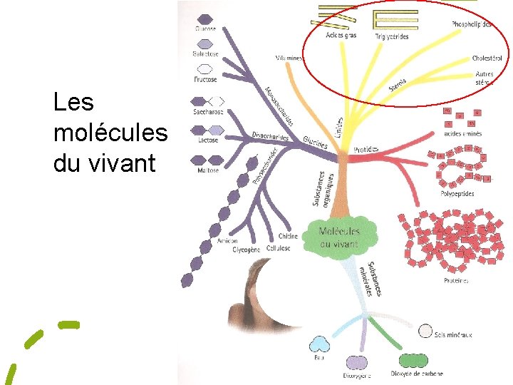 Les molécules du vivant 
