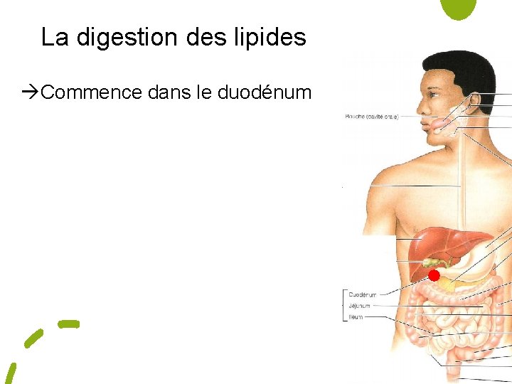 La digestion des lipides Commence dans le duodénum 
