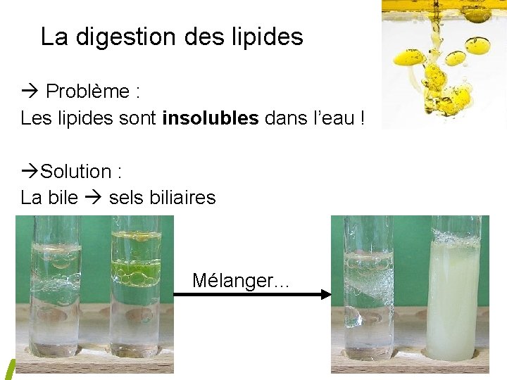 La digestion des lipides Problème : Les lipides sont insolubles dans l’eau ! Solution