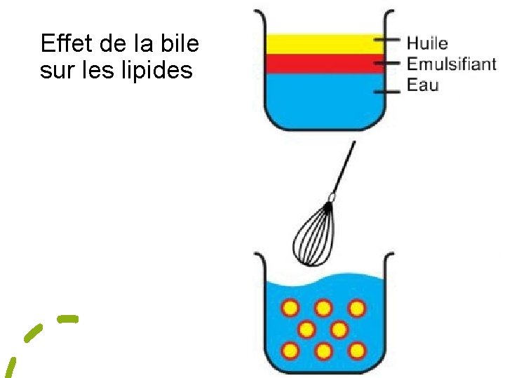 Effet de la bile sur les lipides 