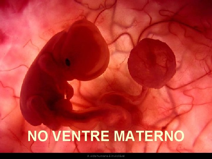 Um feto de poucas semanas encontra-se NO VENTRE MATERNO no interior do útero de