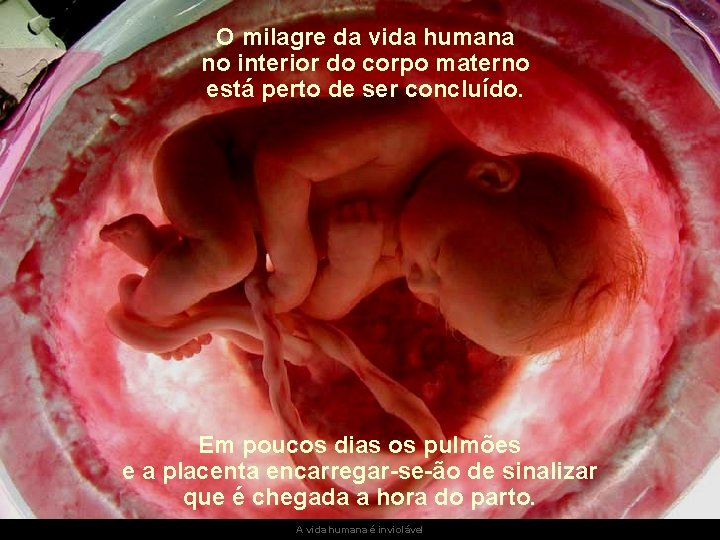 O milagre da vida humana no interior do corpo materno está perto de ser