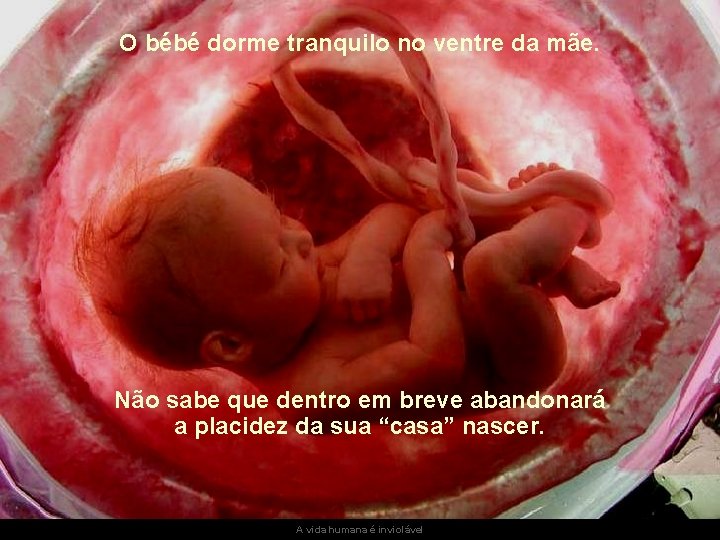 O bébé dorme tranquilo no ventre da mãe. Não sabe que dentro em breve