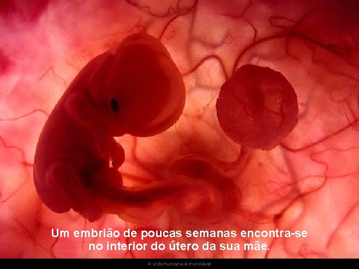 Um embrião de poucas semanas encontra-se no interior do útero da sua mãe. A