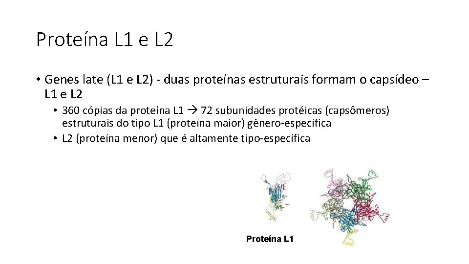 Proteína L 1 e L 2 • Genes late (L 1 e L 2)