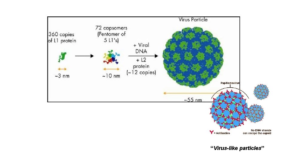 “Virus-like particles” 