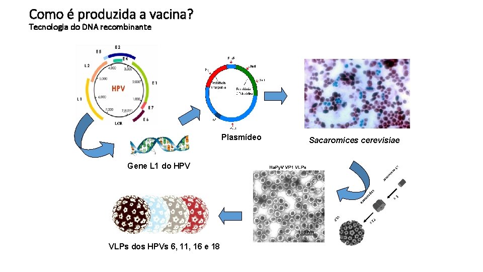 Como é produzida a vacina? Tecnologia do DNA recombinante Plasmídeo Gene L 1 do