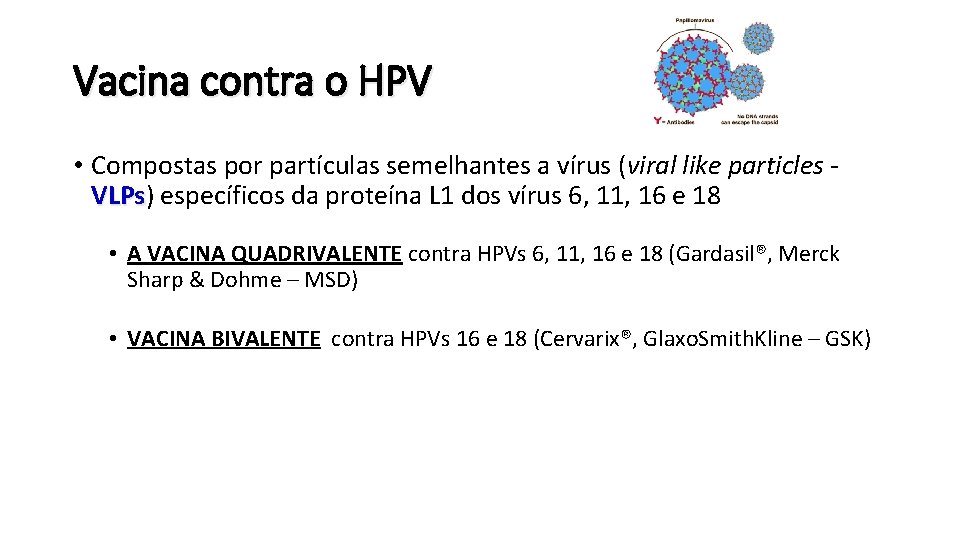 Vacina contra o HPV • Compostas por partículas semelhantes a vírus (viral like particles