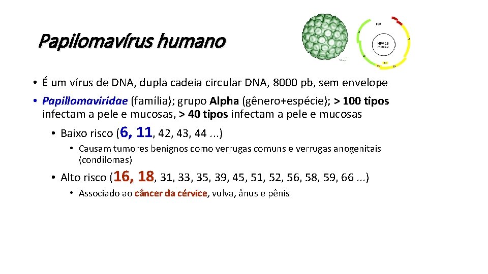 Papilomavírus humano • É um vírus de DNA, dupla cadeia circular DNA, 8000 pb,