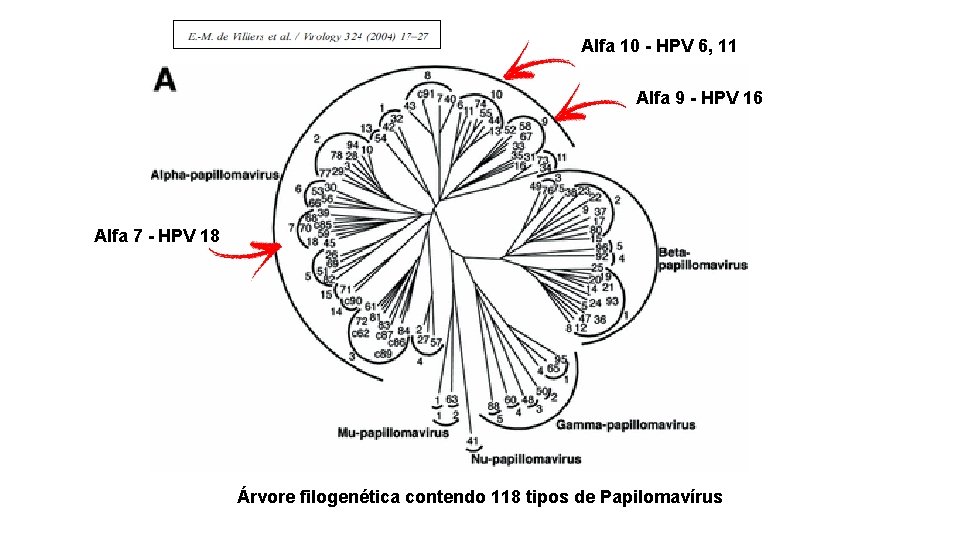 Alfa 10 - HPV 6, 11 Alfa 9 - HPV 16 Alfa 7 -