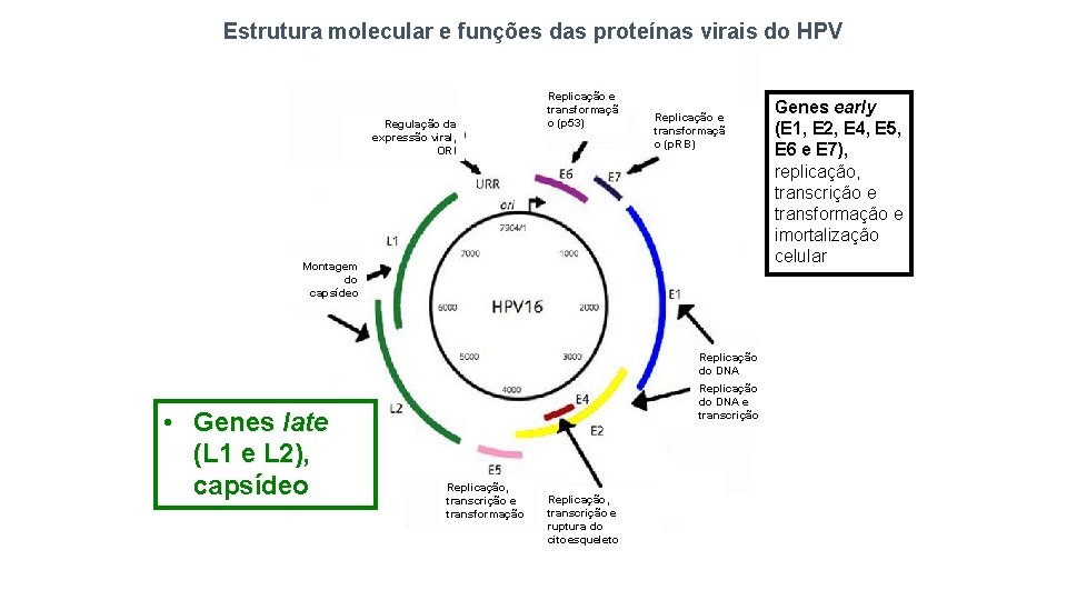 Estrutura molecular e funções das proteínas virais do HPV Regulação da expressão viral, ORI