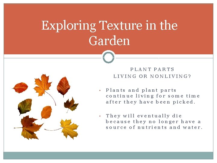 Exploring Texture in the Garden PLANT PARTS LIVING OR NONLIVING? • Plants and plant