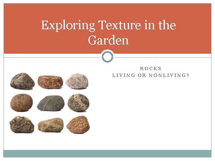 Exploring Texture in the Garden ROCKS LIVING OR NONLIVING? 