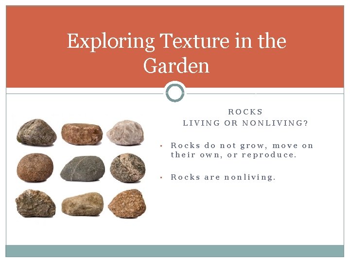 Exploring Texture in the Garden ROCKS LIVING OR NONLIVING? • Rocks do not grow,