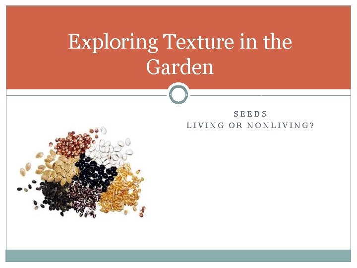Exploring Texture in the Garden SEEDS LIVING OR NONLIVING? 