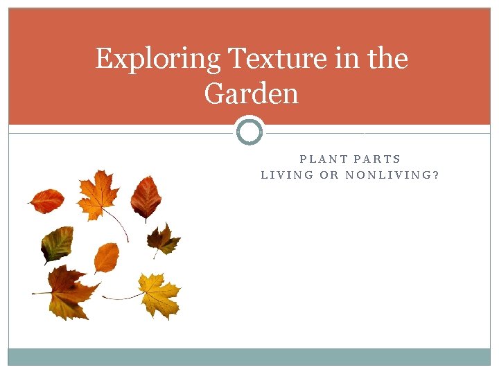 Exploring Texture in the Garden PLANT PARTS LIVING OR NONLIVING? 