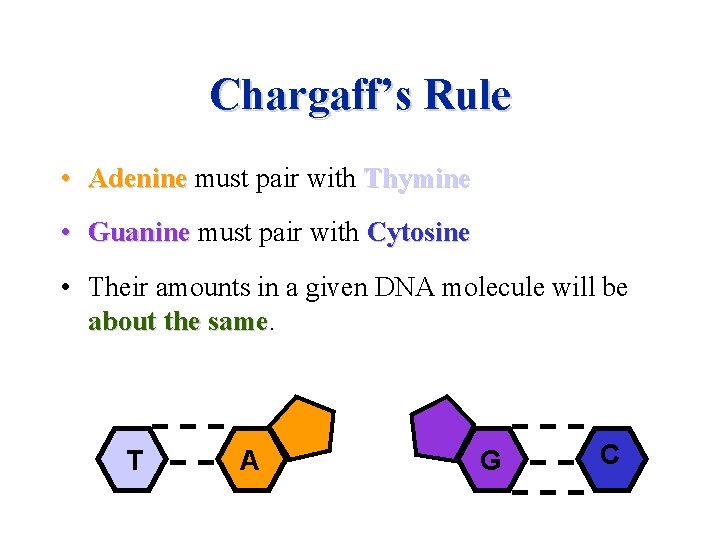 Chargaff’s Rule • Adenine must pair with Thymine • Guanine must pair with Cytosine Chargaff’s Rule • Adenine must pair with Thymine • Guanine must pair with Cytosine