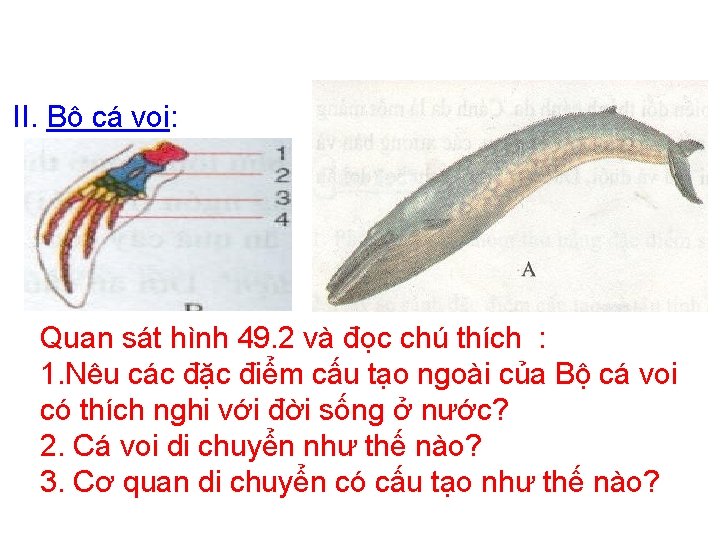 II. Bộ cá voi: Quan sát hình 49. 2 và đọc chú thích :